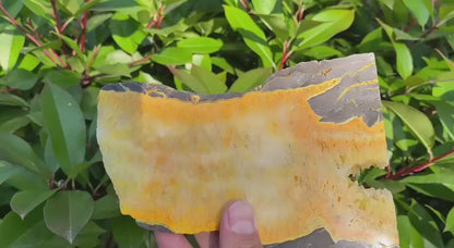 Natural Bumblebee Jasper Slice
