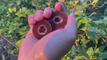 Natural ZhanGuo Red Agate Crystal Pair Carving