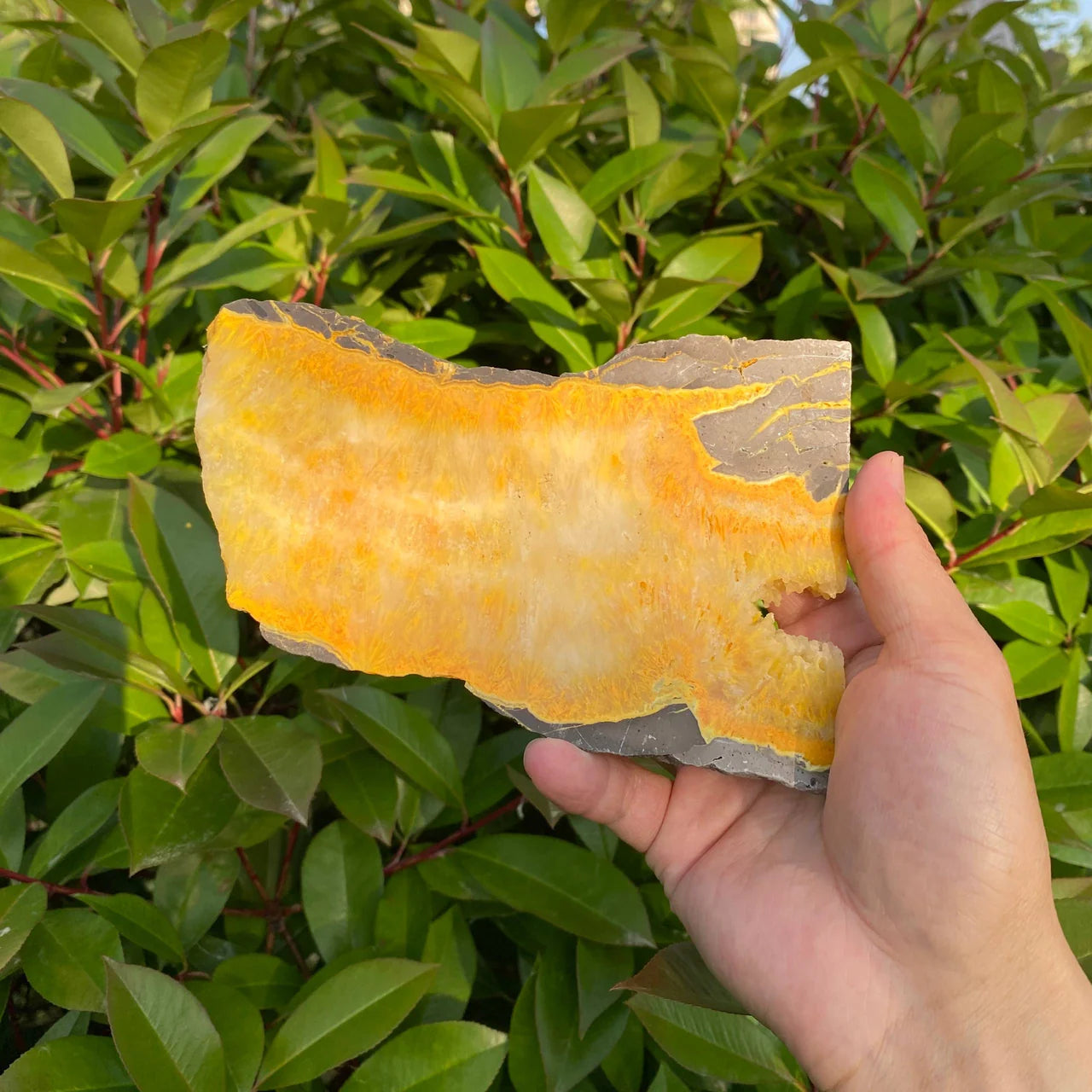 Natural Bumblebee Jasper Slice