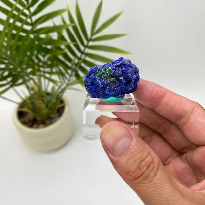 Natural Azurite Royal Blue & Emerald Green Mineral Specimen with Stand